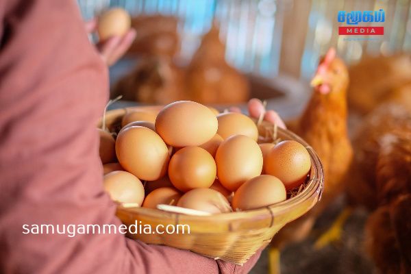 
                    கட்டுப்பாட்டு விலையை தாண்டிய முட்டை!
                