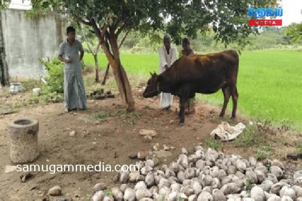 
                    கன்று ஈனாமலேயே 24 மணிநேரமும் பால் கறக்கும் அதிசய பசு!
                